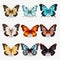 Realistic Butterflies In Various Colors On White Background