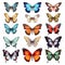 Realistic Butterfly Collection: Numerous Images Of Different Types On Transparent Background