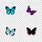 Realistic Butterfly, Spicebush, Sky Animal And Other Vector Elements. Set Of Butterfly Realistic Symbols Also Includes