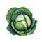 Realistic Cabbage Painting On White Background In Navy And Green