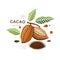 Realistic cacao beans with green leaves vector illustration