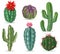 Realistic cactus. Decorative desert cactuses plants for mexican landscape and house interior. 3d succulent cacti