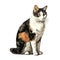 Realistic Calico Cat Image In The Style Of Prudence Heward