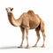 Realistic Camel Rendering On White Background - Creative Commons Attribution