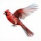 Realistic Cardinal Bird Flying Illustration On White Background