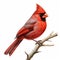 Realistic Cardinal Bird Images: Stunning Vectors And Downloads