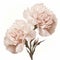 Realistic Carnation Bouquet With Taupe Petals On White Background