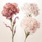 Realistic Carnation Bouquet With Taupe Petals On White Background