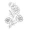 Realistic carnation flower coloring pages, carnation flower tattoo drawing, Dianthus drawing, flower cluster drawing
