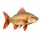 Realistic Carp Drawing On White Background - Uhd Image