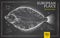 Realistic chalk drawing flounder fish. Seafood menu design