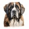 Realistic Charcoal Drawing Of A Saint Bernard On Isolated White Background