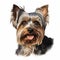 Realistic Charcoal Drawing Of A Smiling Black And Tan Yorkshire Terrier