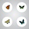 Realistic Checkerspot, Demophoon, Tropical Moth And Other Vector Elements. Set Of Moth Realistic Symbols Also Includes