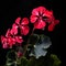 Realistic Chiaroscuro Lighting: Stunning Geranium Flowers In Black And Red