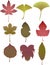 Realistic Chic Autumn leaves set