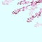 Realistic chinese pink sakura background on soft blue sky background. Oriental pattern flower blossom spring background