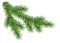 Realistic Christmas tree branch.