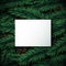 Realistic Christmas tree branches background with white paper for your text.