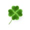 Realistic Clover leaf icon for St. Patricks Day holiday. Green Shamrock grass symbol. Lucky shiny flower for Irish beer