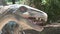 Realistic coelophysis dinosaur in dino park Head