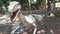 Realistic coelophysis dinosaur in dino park Head and body