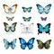 Realistic Collection Of Butterflies: Free Vector On White Background