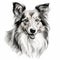 Realistic Collie Dog Portrait In Black And White