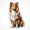 Realistic Collie Dog Vector Illustration In Photorealistic Style