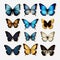 Realistic Colored Butterfly Collection On Transparent Background