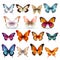 Realistic Colored Butterfly Set On White Background