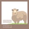 Realistic colorful herd sheep in a flat style. Modern trendy minimalist design template on fauna theme with text