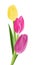 Realistic Colorful Tulips in Isolated Background