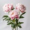 Realistic Commercial Photography Of Three Pink Peonies In Softbox Lighting