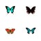 Realistic Copper, Spicebush, American Painted Lady And Other Vector Elements. Set Of Moth Realistic Symbols Also