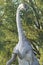 Realistic copy of Brachiosaurus, is a genus of sauropod dinosaur that lived in North America during the Late Jurassic, about 154