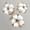 Realistic cotton flowers ripe opened boll seed