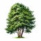 Realistic Cypress Image With Green Leaves On White Background