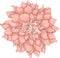 Realistic dahlia flower template. Cartoon colorful peony vector illustration