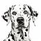 Realistic Dalmatian Dog Portrait Ink Drawing On White Background
