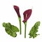 Realistic dark red burgundy calla lily with green leaves. The symbol of Attraction and Passion.