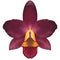 Realistic dark red orchid Cattleya isolated detailed front view