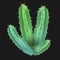 Realistic desert cactus prickly pear