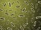 Realistic detail bacteria cells with green blurred background -