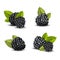 Realistic Detailed 3d Blackberries with Green Leaves Set. Vector