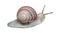 Realistic Detailed 3d Burgundy Roman Creeping Snail. Vector