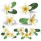 Realistic Detailed 3d Frangipani Flowers Set. Vector