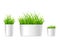 Realistic Detailed 3d Grass Houseplant Set. Vector