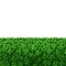 Realistic Detailed 3d Green Hedge on a White. Vector