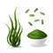 Realistic Detailed 3d Green Spirulina Set. Vector